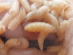 Leie, Sadomasochismus, Bizarr, Einschiebung, Reif, Milf, Schmerz, Öffentlich