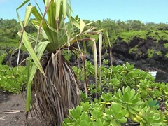 Strand, Blasen, Braunhaarige, Kleid, Fingern, Freundin, Muschi, Rasiert
