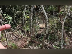 A Walk iin the Woods