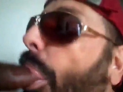 Bezerro carioca mamando os machos 8