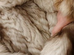 fox fur video1