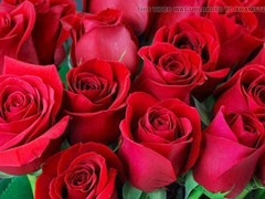 Ai, friends in bed, acquaintance