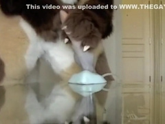 Fursuit sex 22