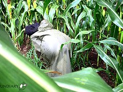 Public raincoat porno in a cornfield - projectsexdiary