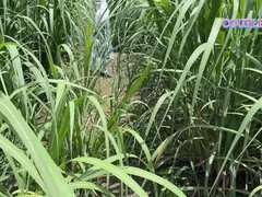 18 ans, Bisexuelle, En levrette, Hard, Hd, Chatte, Rugueux, Serré