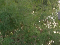 Поза 69, Анальный секс, Большой член, Бисексуалы, Трансы, Тату, Втроем, Сиськи