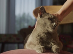 Blasen, Braunhaarige, Schwanz, Fetisch, Hd, Reif, Orgasmus, Lehrer