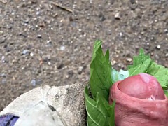 Painfully stinging Nettle tourtur