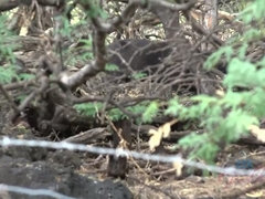 素人, 浴室, ビキニ, ハメ撮り, オマンコ, 剃毛, シャワー, オッパイの