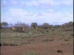 Француженки, Ретро