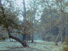 Blasen, Spermaladung, Behaart, Orgie, Vintage