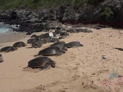 Leie, Strand, Schwarz, Freundin, Öffentlich, Muschi, Rasiert, Abendanzug