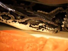 茶髪の, ダンス, エロティック, インド人, ソフトコア