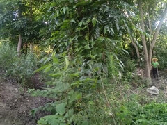 Two Busty And Big-assed Women And An Old Man Have A Threesome In The Jungle