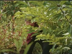 Bruinharig, Hd, Indisch