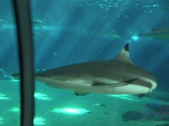 Bikini, Novia, Masturbación, Pov, Coño, Flaco, Calcetines, Vibrador