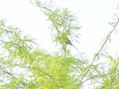 ズームショット, エクストリーム, フェティッシュ, 足フェチ, マッサージ, オナニー, 公共, 一人