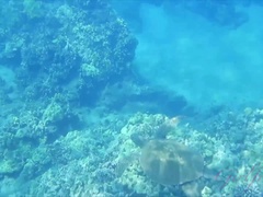 Plage, Sucer une bite, Petite amie, De plein air, Petite femme, Pov, Chatte, Rasée