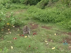 Strand, Vriendin, Slipje, Gezichtspunt, Strippen, Tatoeage, Plagen, Tieten likken