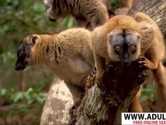 Grosser arsch, Grosse titten, Blasen, Schwanz, Handjob, Hardcore, Reif, Sohn