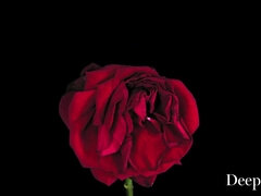 Tetas grandes, Novio, Morena, Tetona, Ébano, Corridas faciales, Cuadrupleta, Tetas naturales