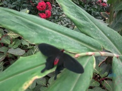 素人, フェラチオ, 彼女, ジーンズ, ハメ撮り, 剃毛, ガリガリ, 喫煙