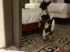 Derrière les coulisses, Grosse bite, Brunette brune, Dingue, Hard, Chatte, Réalité, Maigrichonne