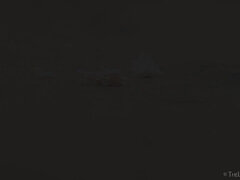 Solo