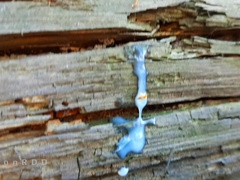 Country hetero boy saws meatpipe with an bulge in his trousers and determines to fap