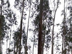 Ass fucking in the Forest