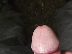 Thick stiff cock