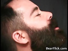 Gay bear sex slinged up and drilled hard