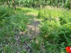 Nude tender foreskin ambling in the forest