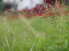 Screw & Nectar - Enzo Muller, Arno Antino & Felix Trainor