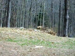 Extreme NH gardening = sore FEET!!!!