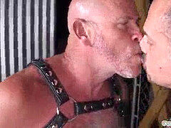 Silver grizzly bum-fucked doggie bareback