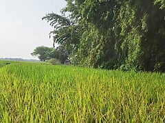 Yesterday I went for a walk in the rice fields to see the rice and I felt like masturbating
