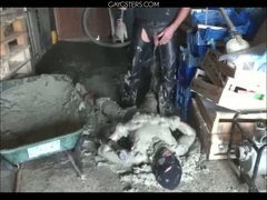 BDSM Porn HD scene 997sf