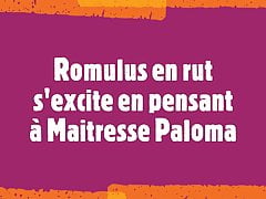 Romulus a male dog in heat