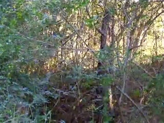 Bear in the woods by the highway