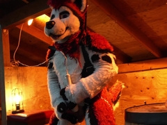 Husky Fursuiter Suspension Jerkoff