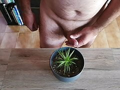 Cicci77 feeds her plants with pee and sperm to make them luxuriant! It is a shame to waste our precious organic liquids!
