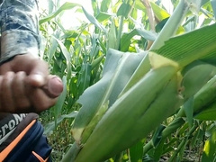 Jizzing on maize leaf,