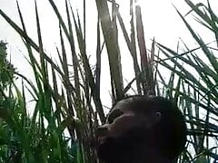 Bangladeshi gay sex in rice field.