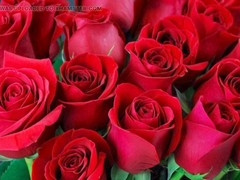 Mature, bangladeshi, gay porn
