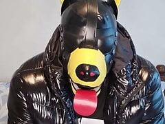 Scally Pup Gagged Trailer