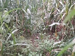 Fist hitting boy in millet field