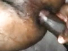 inculata blak