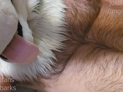 Great Fellows get firm from praise! Vocal Mutt Murrsuiter @Angrybarks shoots a load