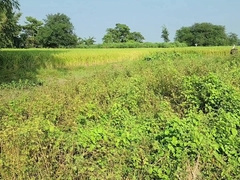 Yesterday I went for a walk in the rice fields to watch the rice and I perceived like jerking